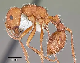 Pogonomyrmex comanche