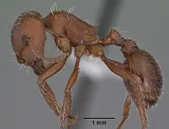 Monomorium desertorum