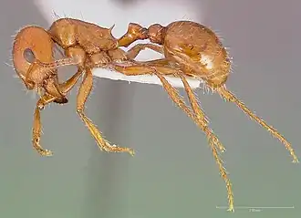 Pogonomyrmex desertorum