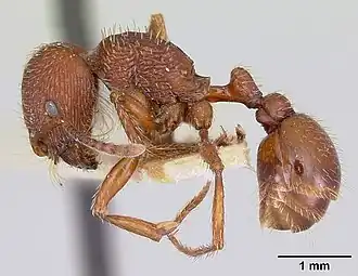 Pogonomyrmex guatemaltecus