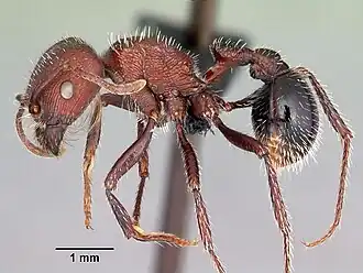 Pogonomyrmex inermis