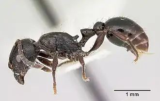 Pogonomyrmex laevigatus