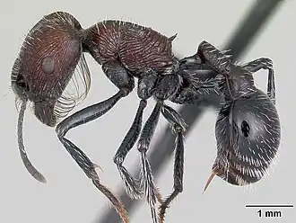 Pogonomyrmex laticeps