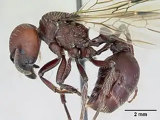 Pogonomyrmex lobatus
