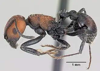 Pogonomyrmex andinus