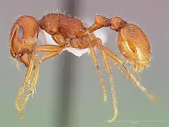 Pogonomyrmex magnacanthus