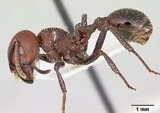 Pogonomyrmex marcusi