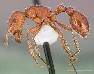 Pogonomyrmex maricopa