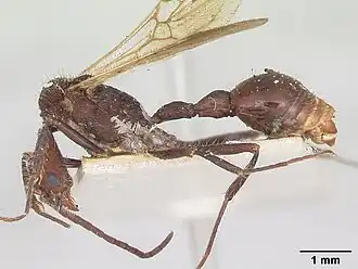 Pogonomyrmex mayri