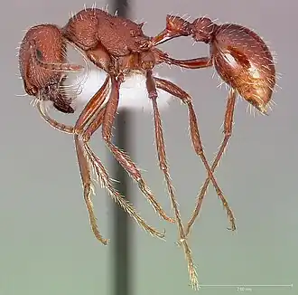 Pogonomyrmex montanus