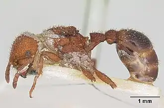 Pogonomyrmex naegelii