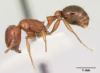 Pogonomyrmex odoratus
