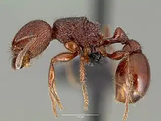 Pogonomyrmex pima