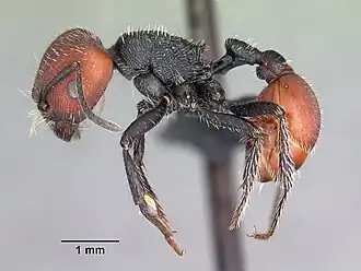 Pogonomyrmex rastratus
