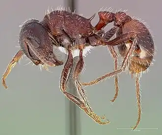 Pogonomyrmex rugosus