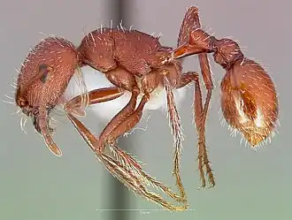 Pogonomyrmex salinus