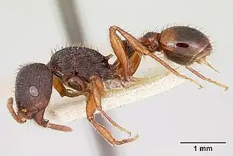 Pogonomyrmex saucius