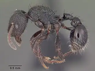 Pogonomyrmex schmitti