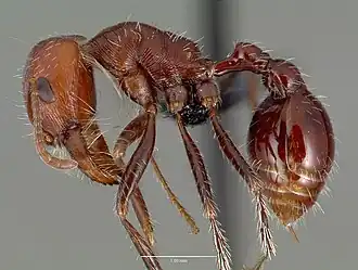 Pogonomyrmex snellingi