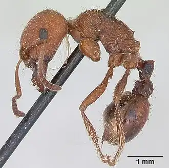 Pogonomyrmex subdentatus