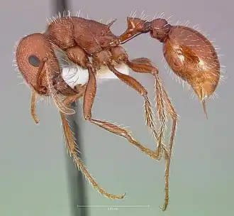 Pogonomyrmex subnitidus