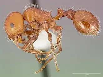 Pogonomyrmex tenuispinus