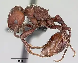 Pogonomyrmex uruguayensis