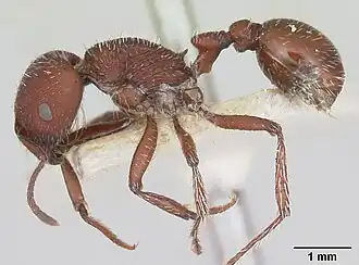 Pogonomyrmex vermiculatus