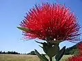 Pōhutukawa wordt ook wel de kerstboom van Nieuw Zeeland genoemd