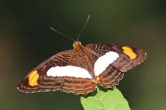 Adelpha iphiclus