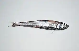 Polymetme thaeocoryla