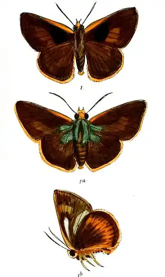 Bibasis oedipodea