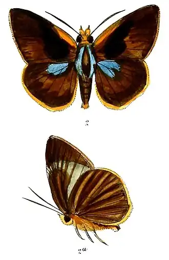 Bibasis tuckeri