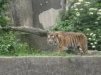 Sumatraanse tijger