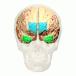 De polus frontalis is weergegeven in blauw.