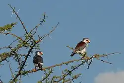 mannetje en vrouwtje in het Nationale Park Serengeti