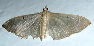 Poliobotys ablactalis