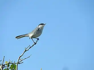 Yucatánmuggenvanger