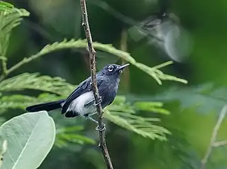 Grijskeelmuggenvanger