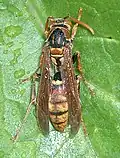 Polistes japonicus
