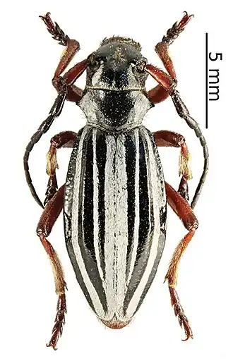 Politodorcadion ribbei