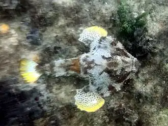 Ogcocephalus radiatus