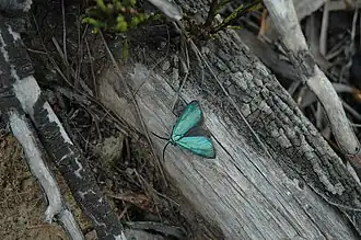 Pollanisus viridipulverulenta