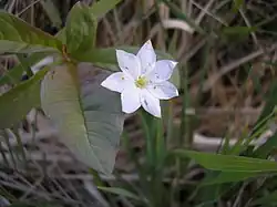 Zevenster, het embleem van het reservaat