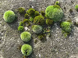 Close-up van de associatie op een grafzerk.