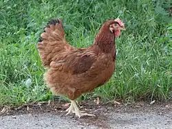 Hen