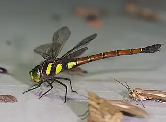 Polycanthagyna erythromelas