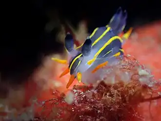 Polycera aurantiomarginata