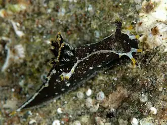 Polycera hedgpethi