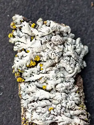 Polycoccum pulvinatum